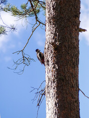 White-backed woodpecker on a pine tree in a summer forest
