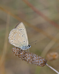 Polyommatus admetus, the anomalous blue, is a butterfly of the family Lycaenidae, Greece