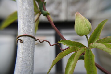 Ranke und Blätter Passionsblume