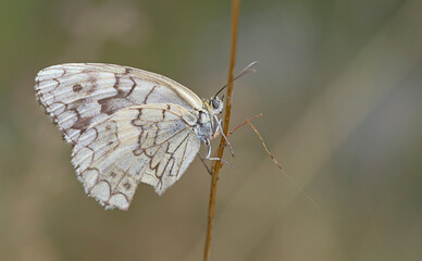 Melanargia larissa, the Balkan marbled white, is a butterfly in the family Nymphalidae