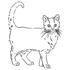 Vector illustration of a standing cat with a raised tail. Black and white outline illustration of a cat on a white background for your design.