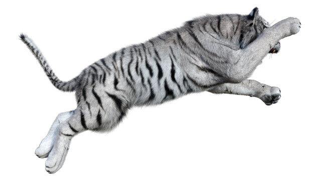 3D Rendering White Tiger on White
