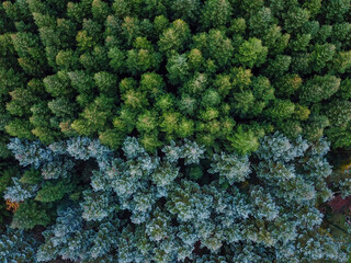 Firs seen from above, in 4K, drone footage