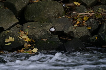 Wasseramsel (Cinclus cinclus gularis) auf einem Stein am Ufer eines Flusses sitzend