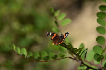 butterfly on a flower