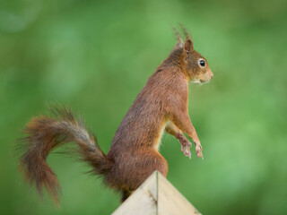 Naklejka na ściany i meble European squirrel isolated sitting on bird feeder house
