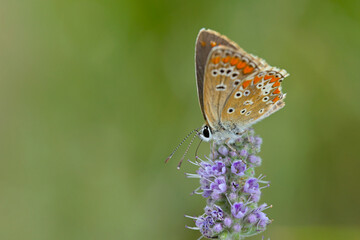 Brown Argus (Aricia agestis), Greece