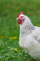 Closeup of white Sussex chicken