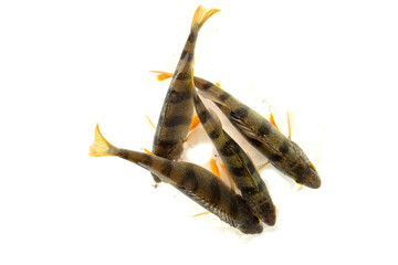 River perch isolated on white. Top view.