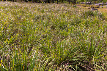 Lemongrass farm in Cambodia near Kampot