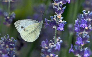 The green-veined white (Pieris napi) is a butterfly of the family Pieridae, Greece