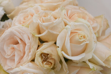 Rosas