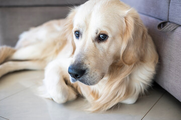 close up shot of golden retriever at home