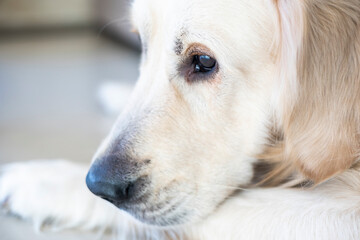 close up shot of golden retriever at home