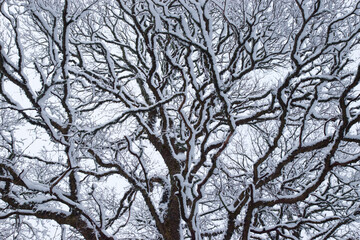 Snow covered maple tree branches in winter, low angle view.
