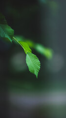 green leaf with water drops