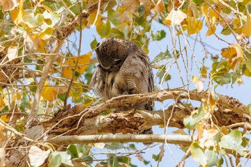 Great horned owl in autumn tree top