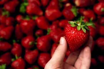 Large red strawberry in hand close-up on blur background. Big selected juicy berry. Sweet farm harvest. Organic food market. Passion concept. Love ingredient. Vegetarian meal. Side view. Copy space.