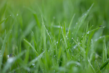 grass with dew drops