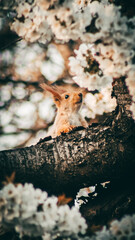 squirrel on the tree