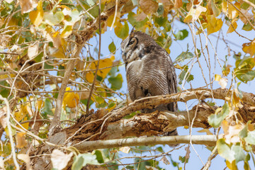 Great horned owl in autumn tree top