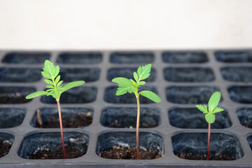 Three Marigold sprouts are growing in a planting tray.