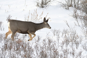 walking mule deer doe in the  winter snow 