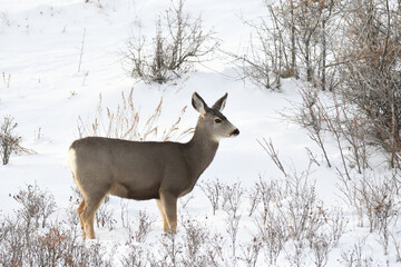 alert mule deer doe standing in the  winter snow 