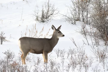 Fototapeten alert mule deer doe standing in the  winter snow  © Michael O'Reilly