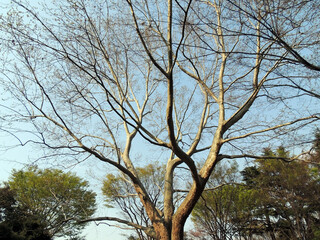 プラタナスの木