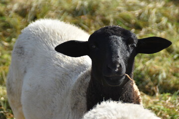 sheep and lamb