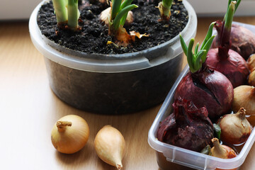On the windowsill there are containers in which onions grow.