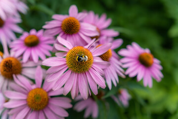 Obraz premium Beautiful summer flowers in the garden