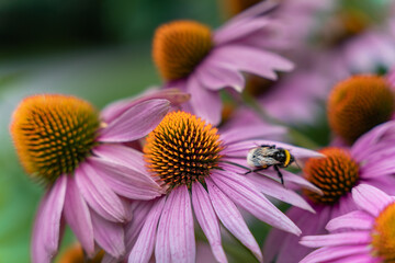 Beautiful summer flowers in the garden