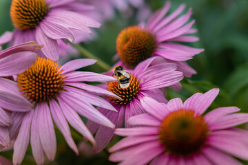Beautiful summer flowers in the garden