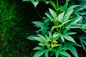 Closeup of organic superfood sweet potato leafy plant or Camote tops thriving healthily which is rich in vitamins and kills bacteria causing diseases like cancer, diabetes etc. Selective focus.