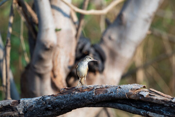 Oriental reed warbler