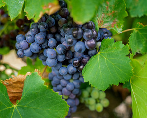 Bunch of dark grapes