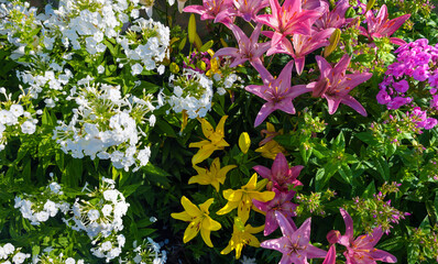 Red and yellow lilies with white flocks. Colorful flowers in the garden. Floral background.