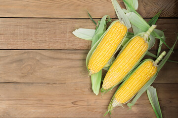 Fresh corn on the cob on a rustic wooden table with copy space - top view