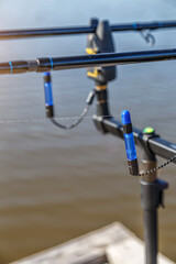 Naklejka premium Carp fishing rods.Carpfishing session at the Lake.Catching fish. The Common Carp (Cyprinus Carpio).