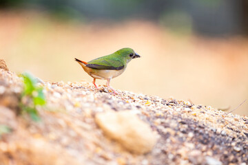 Pin - tailed Parrotfinch