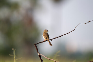 Plain Prinia