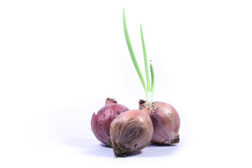 garlic and onion