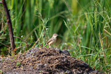 Plain Prinia
