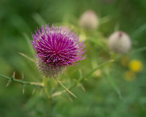 Beautiful blooming pink burdock in the field