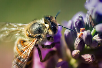 abeille