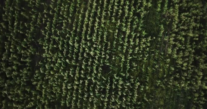 Aerial view of corn field in Sacred Valey in Cusco Peru. Peruvian Andes agriculture of traditional product in America.
