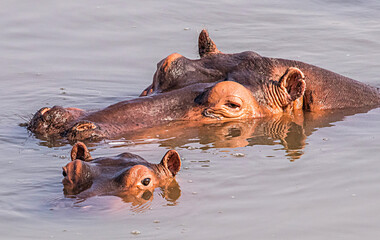 A female Hippo with her calf in the Luangwa River in South Luangwa National Park, Zambia.