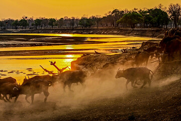 A herd of Buffalo comes down to the sandbanks of the Luangwa River to drink drink at dusk.